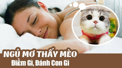 Giấc mơ thấy mèo ghi số gì? Tìm hiểu về sự linh nghiệm và dự báo